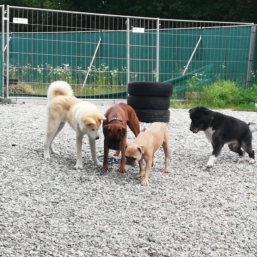 Harry's Hundepension - Appenzell Innerrhoden pet otel görseli 3