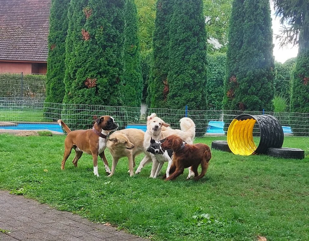 Haus der Tiere - Opfershofen | Tierpension & Webseiten - Appenzell Innerrhoden pet otel