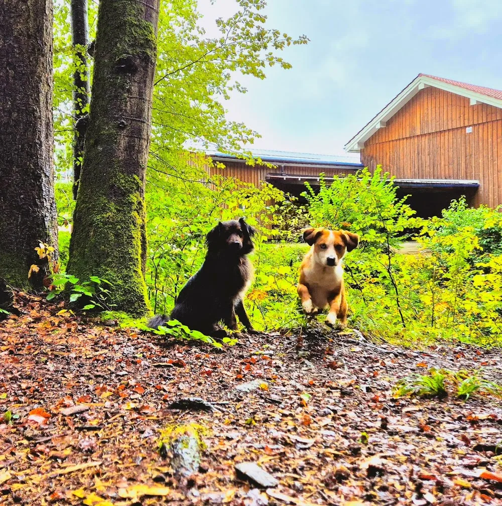 Hundebetreuung Herisau - Appenzell Innerrhoden pet otel