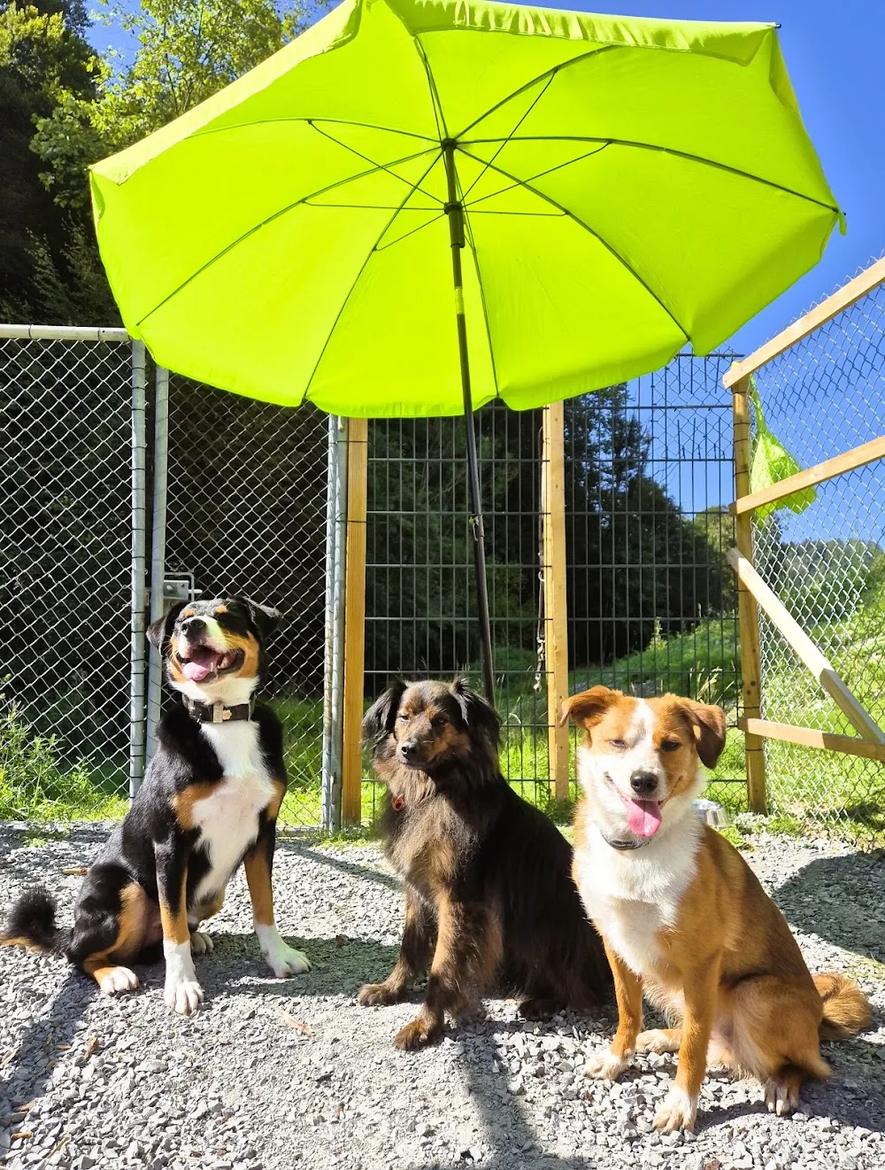 Hundebetreuung Herisau - Appenzell Innerrhoden pet otel görseli 3