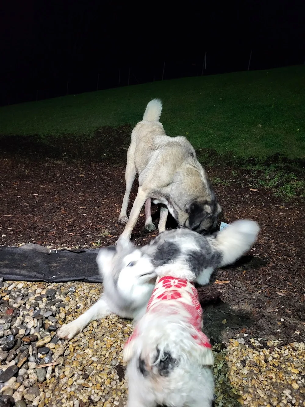 hundebetreuung-sandra - Appenzell Innerrhoden pet otel görseli 3