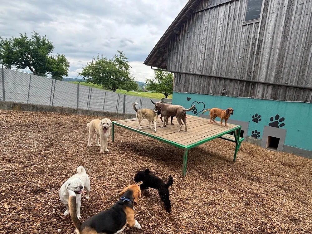 Hundeferien Toggenburg - Appenzell Innerrhoden pet otel