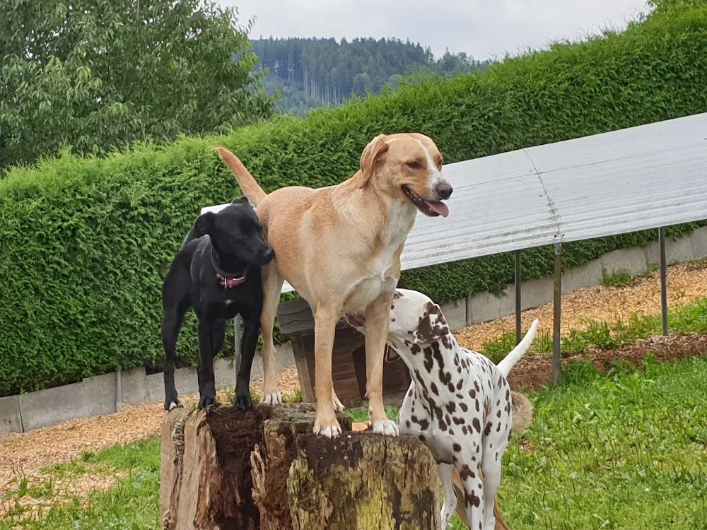 Hundeferien Toggenburg - Appenzell Innerrhoden pet otel görseli 3