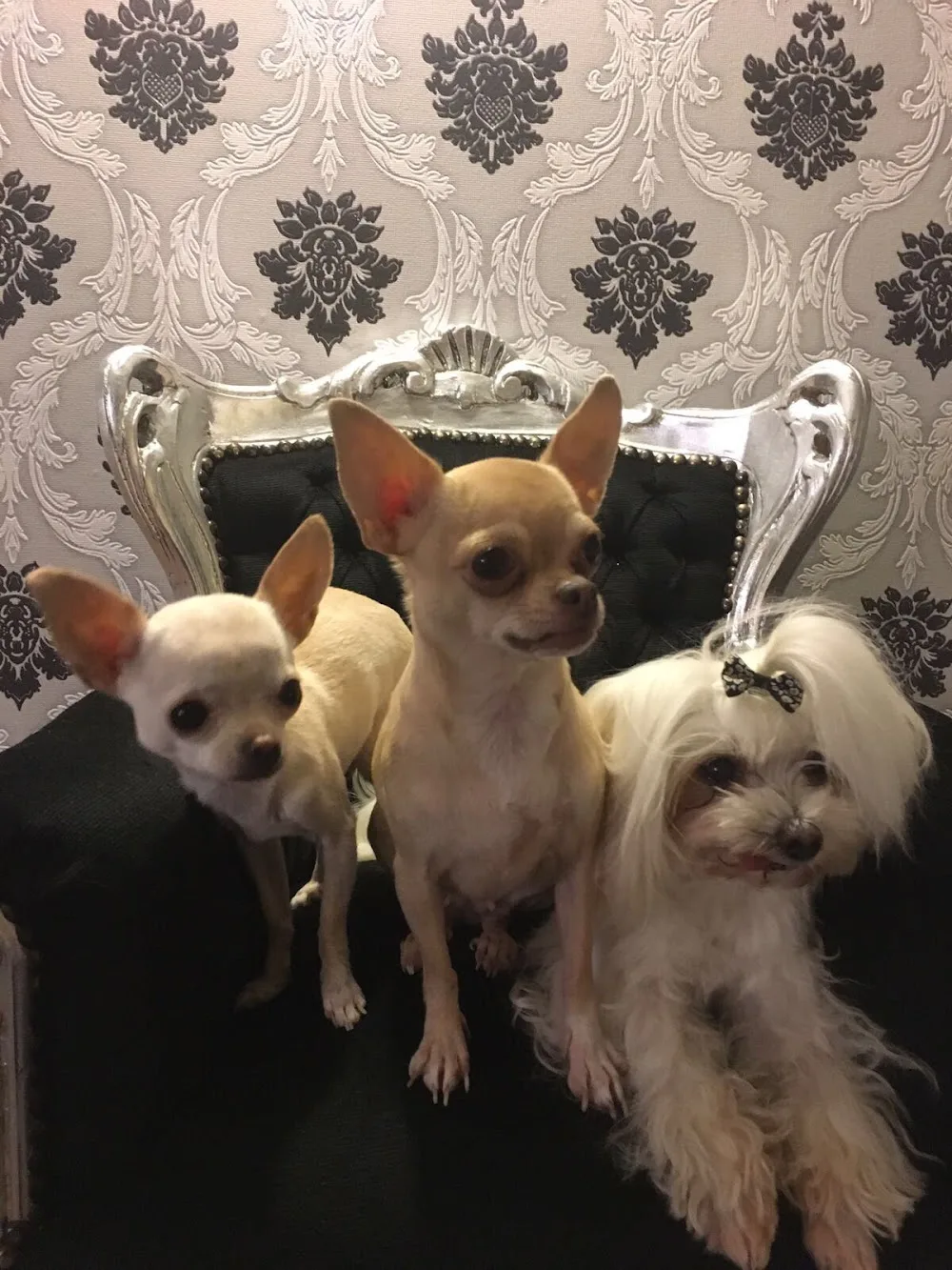 Hundehotel Paradies, Hundepension Ostschweiz, Hundepension St.Gallen - Appenzell Innerrhoden pet otel