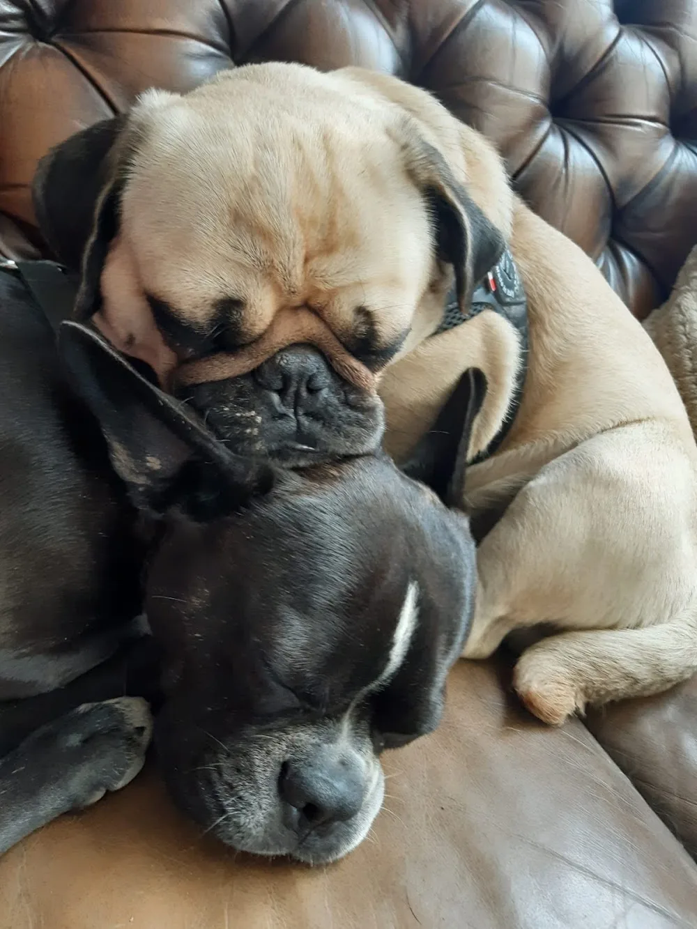 Hundekompetenzzentrum St. Gallen - Appenzell Innerrhoden pet otel görseli 3