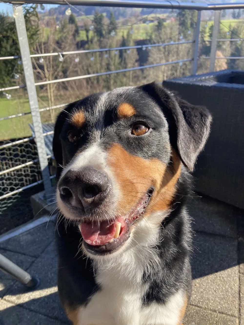 Hundepension Lütisburg - Appenzell Innerrhoden pet otel
