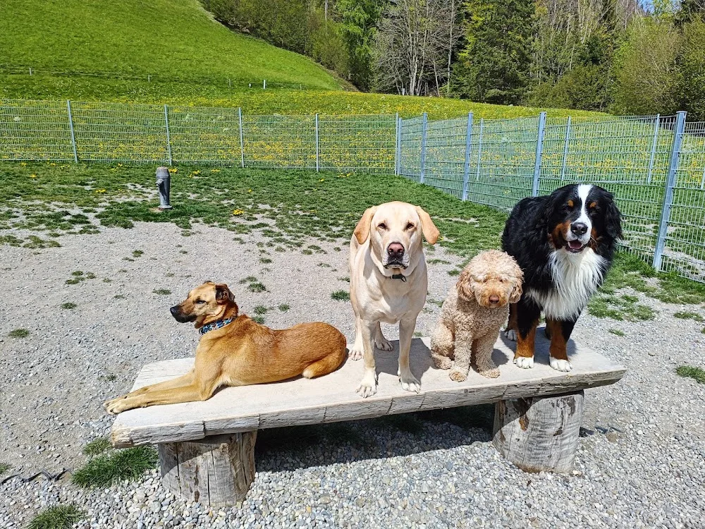 Hundezentrum Bächlihof - Appenzell Innerrhoden pet otel görseli 3