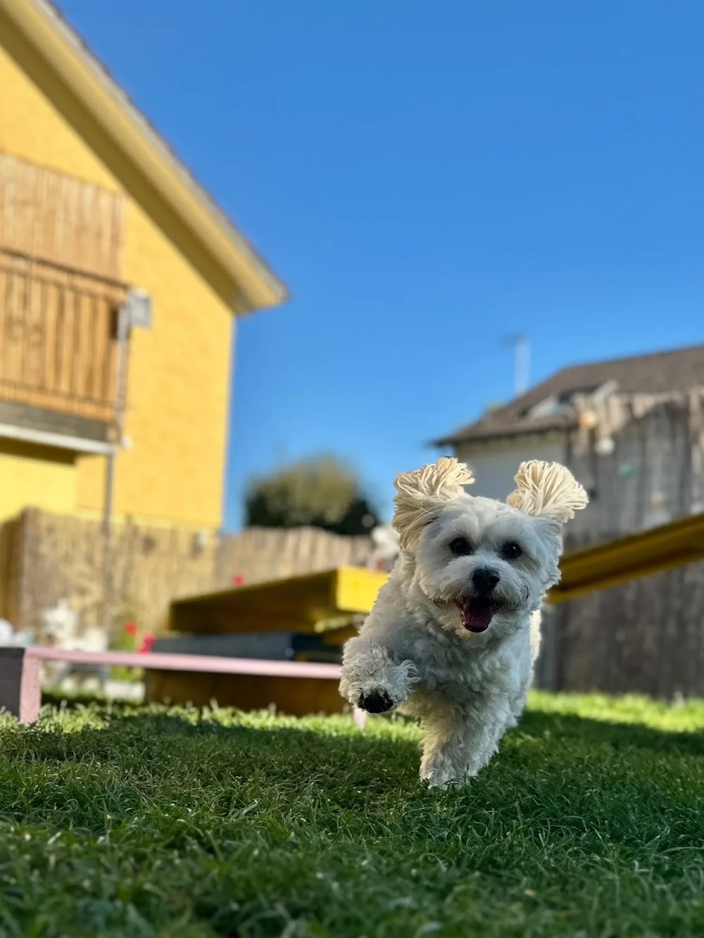 MiniPfoten Hundehotel und Hundetagestätte - Appenzell Innerrhoden pet otel