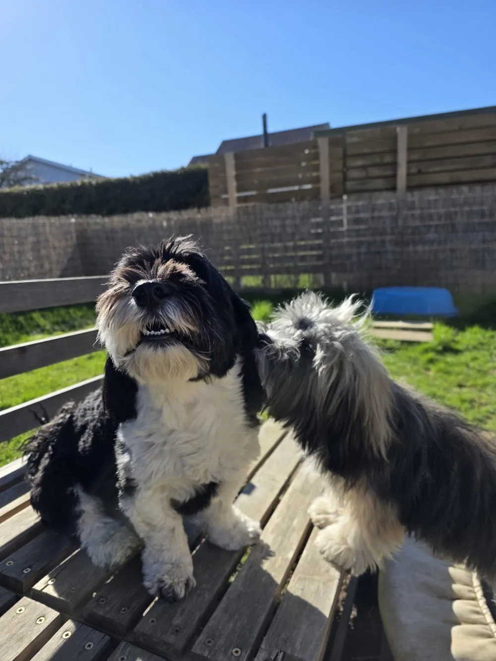 MiniPfoten Hundehotel und Hundetagestätte - Appenzell Innerrhoden pet otel görseli 3