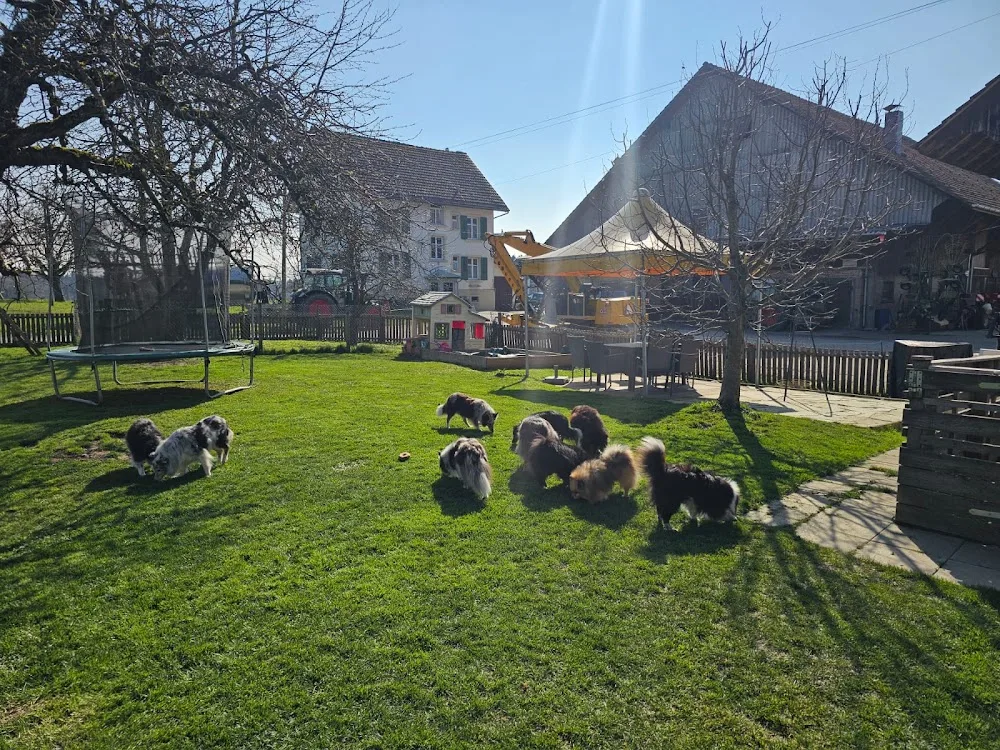 Pfotengast.ch – Brigitte Braito – Hundebetreuung & Hundeferien Thurgau - Appenzell Innerrhoden pet otel