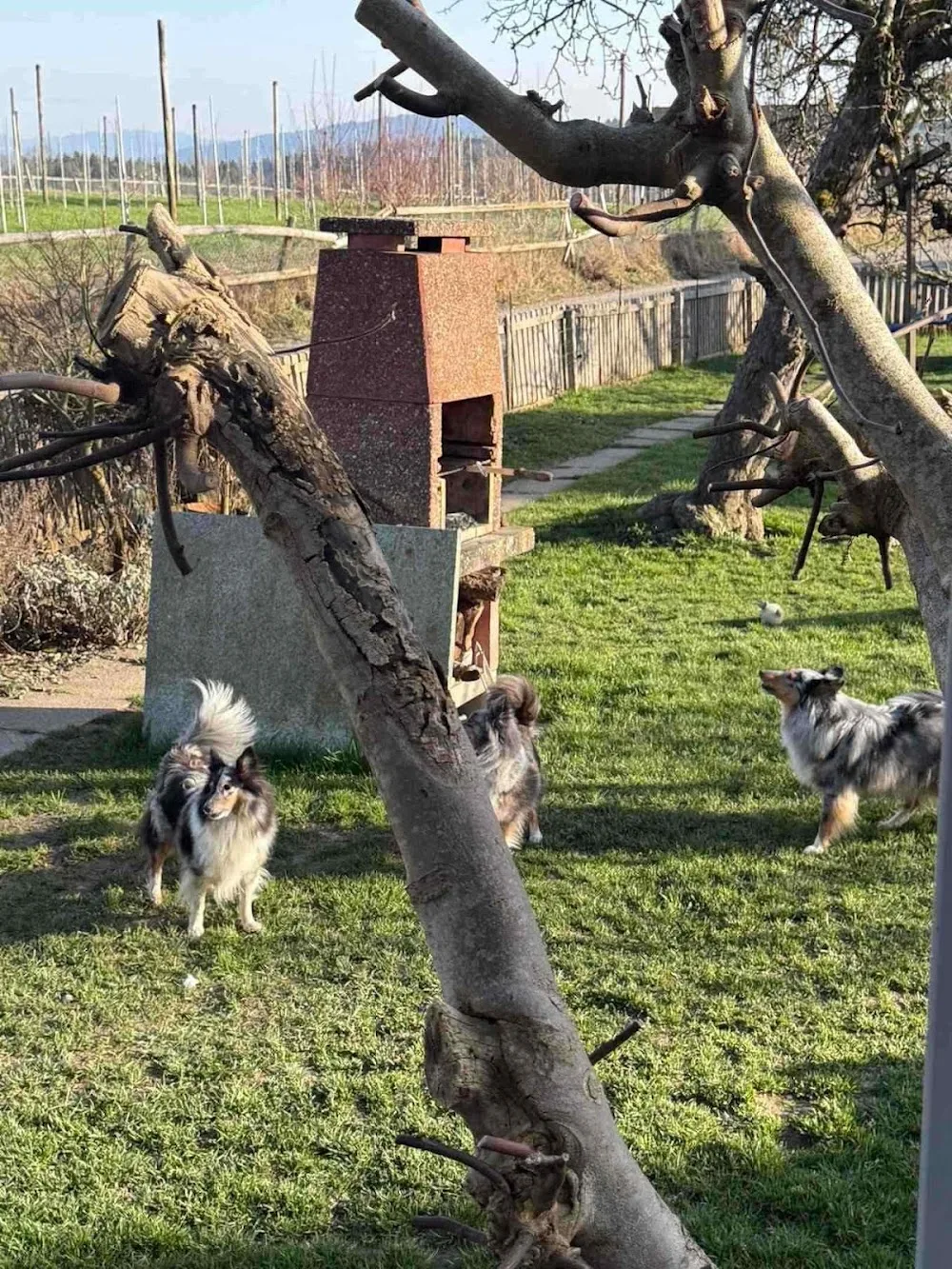 Pfotengast.ch – Brigitte Braito – Hundebetreuung & Hundeferien Thurgau - Appenzell Innerrhoden pet otel görseli 3