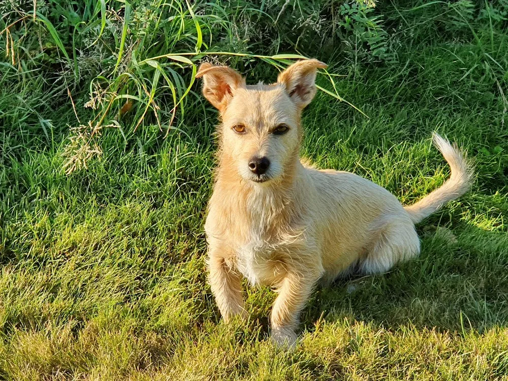 Tierlihotel: Hunde und Katzen - Tages- und Ferienplätze - Appenzell Innerrhoden pet otel