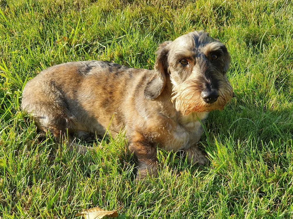 Tierlihotel: Hunde und Katzen - Tages- und Ferienplätze - Appenzell Innerrhoden pet otel görseli 3
