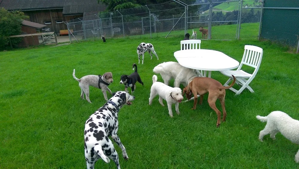 Tierpension Krummenacker - Appenzell Innerrhoden pet otel görseli 3