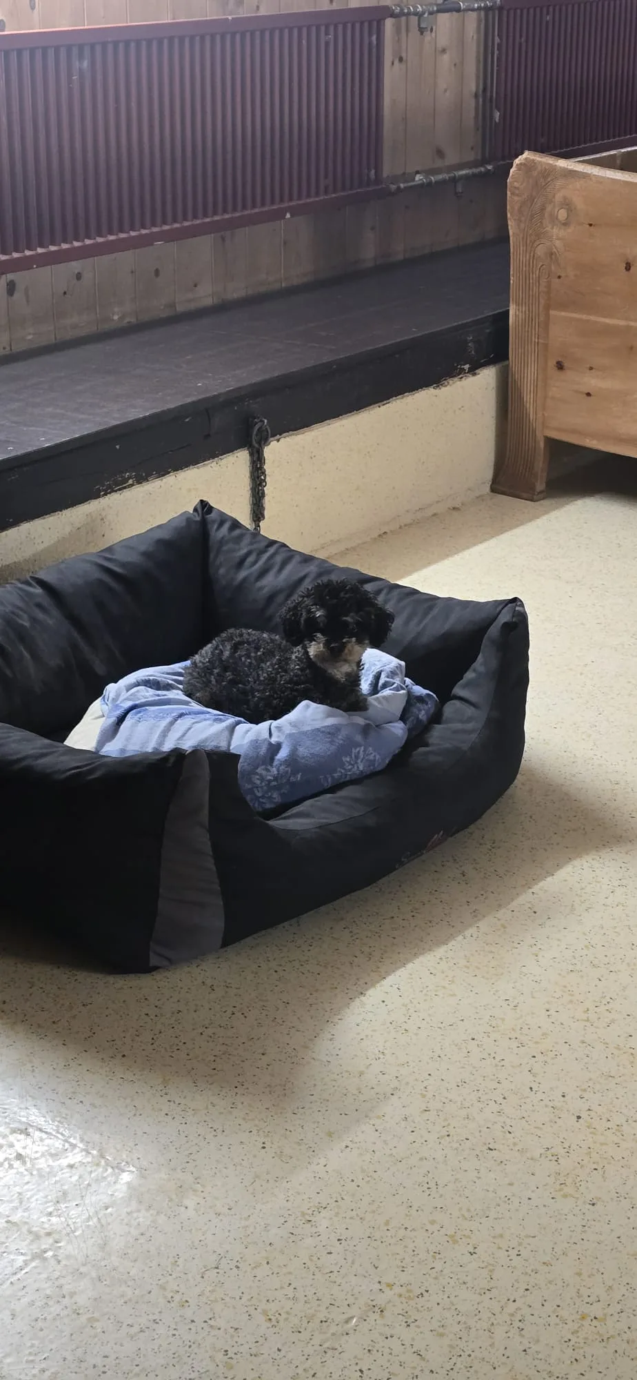 Tierservice Heer Hundepension - Appenzell Innerrhoden pet otel görseli 3