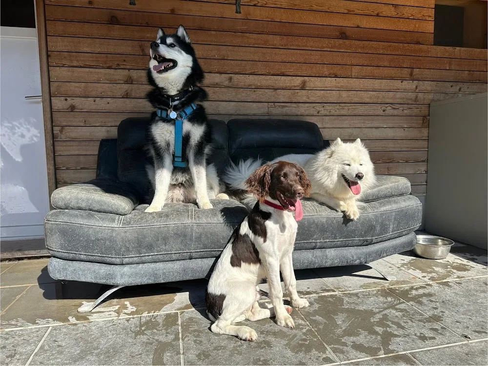 V.I.Pets Gossau - Tierpension - Appenzell Innerrhoden pet otel görseli 3