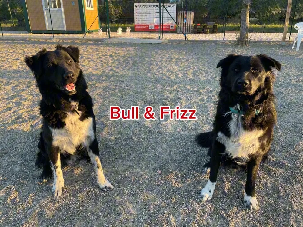 APULIA DOG VILLAGE - Pensione per cani - Centro cinofilo - Agility dog - Apulia pet otel görseli 7