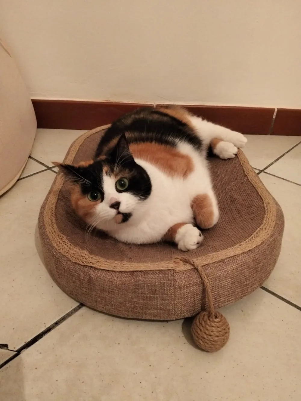 AristoCat Hotel - Apulia pet otel