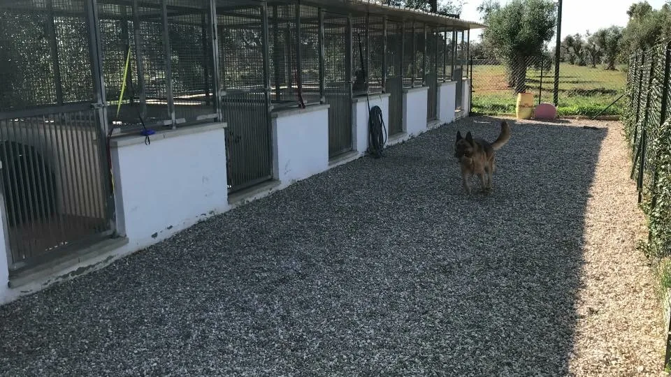 Ass.Dogness - Pensione per cani - Apulia pet otel görseli 3