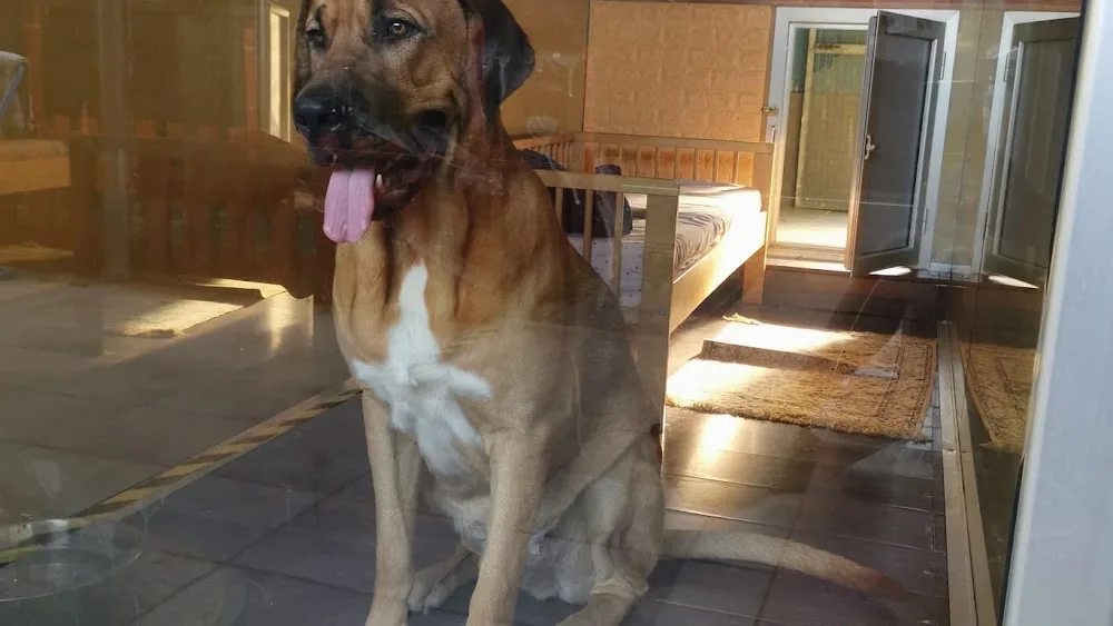 Biborani Dog's Hotel - Apulia pet otel