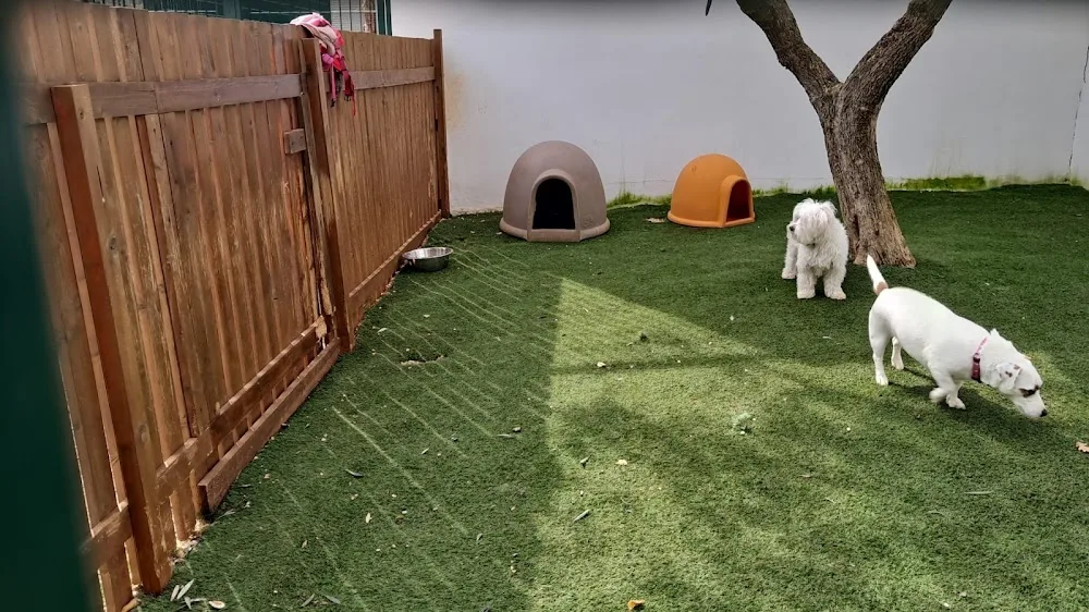 Cino Bull - pensione per cani - Apulia pet otel
