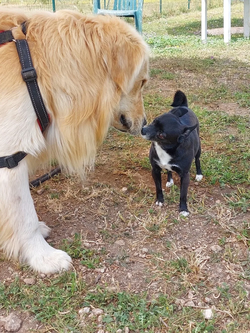 Dilamo - Asilo e hotel per cani - Apulia pet otel görseli 3