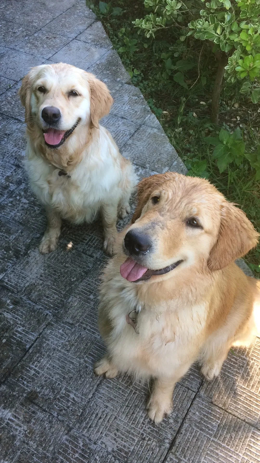 Dog sitter , pensione domestica, Dog Wedding, custodia presso vostro domicilio, allevamento dell baia dei turchi - Apulia pet otel