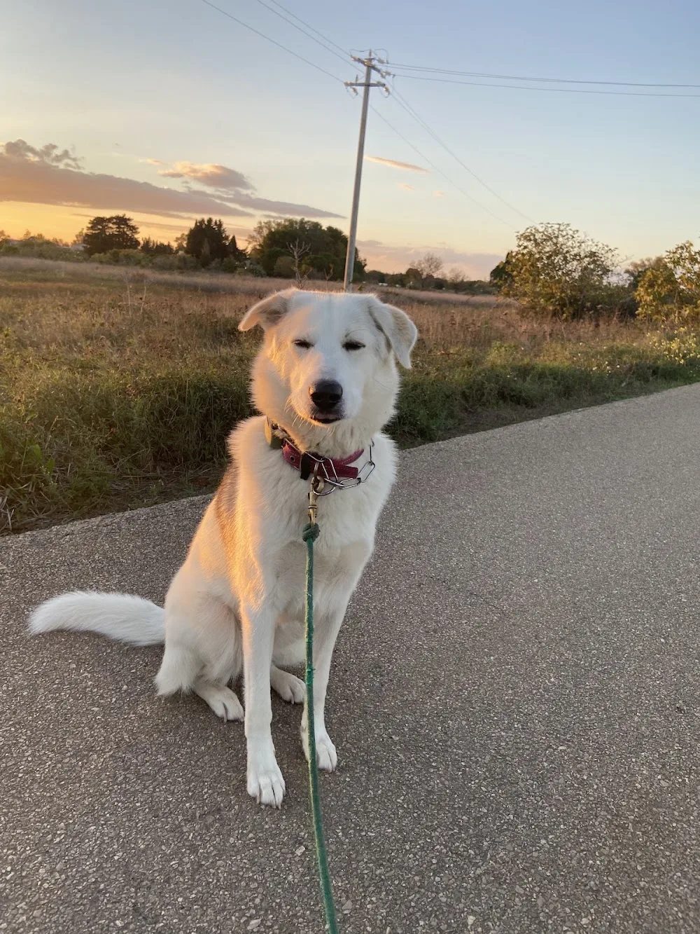 Dog sitter , pensione domestica, Dog Wedding, custodia presso vostro domicilio, allevamento dell baia dei turchi - Apulia pet otel görseli 3