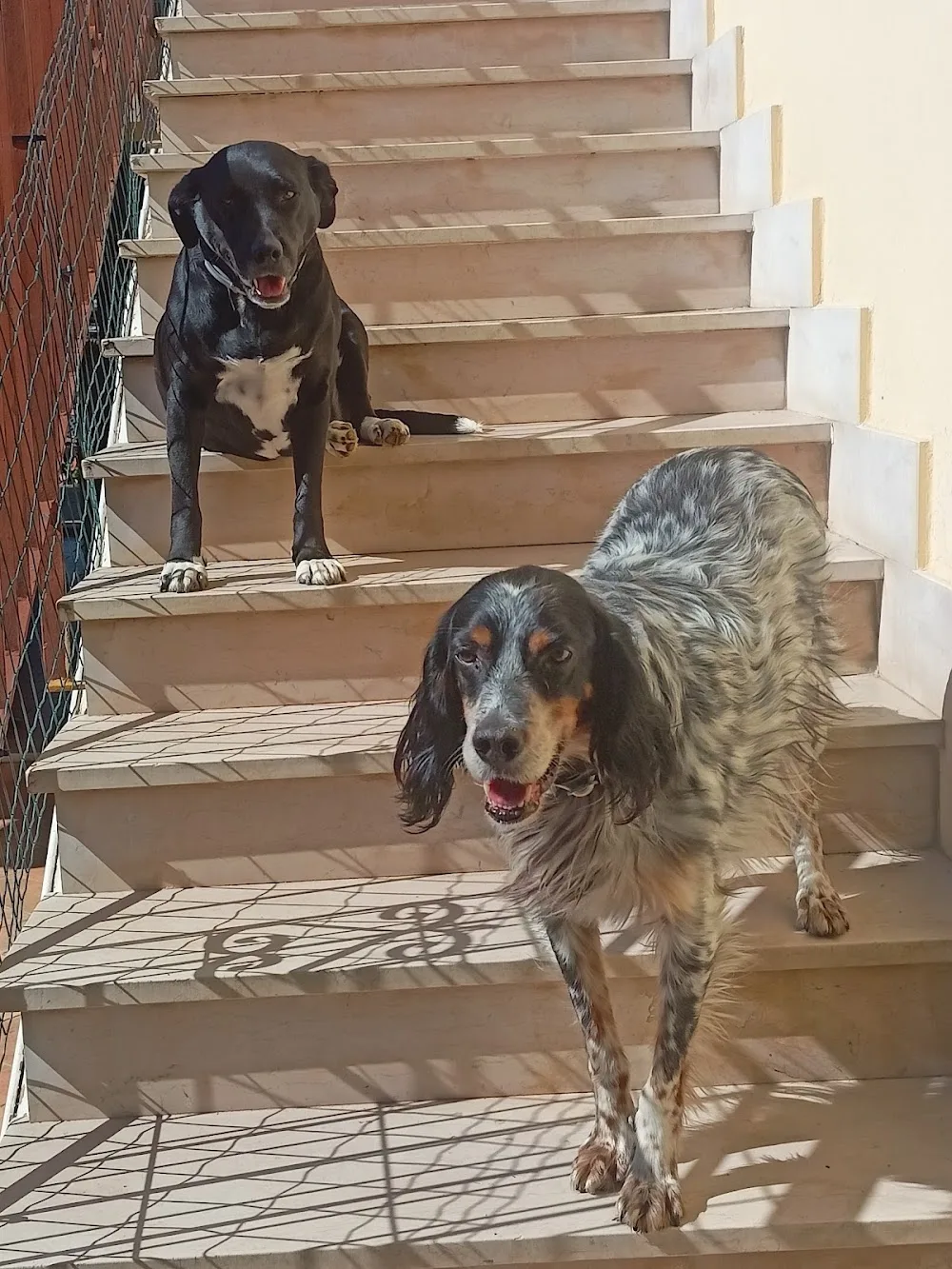 La Cuccia D'Oro, pensione per animali - Apulia pet otel