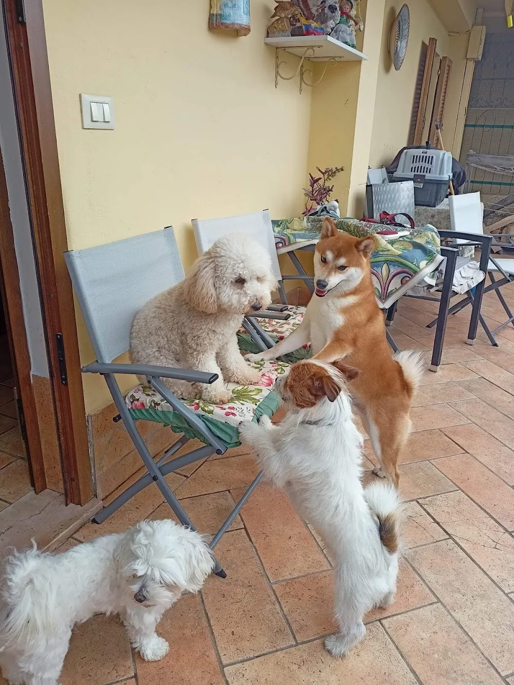 La Cuccia D'Oro, pensione per animali - Apulia pet otel görseli 3