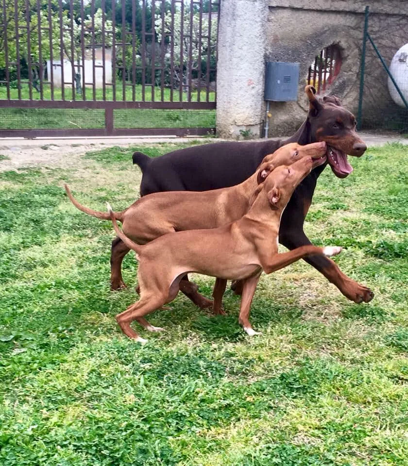 L'Oasi di Lulù ASD Pensione Per Animali Domestici e Gatti Cosenza - Apulia pet otel görseli 3