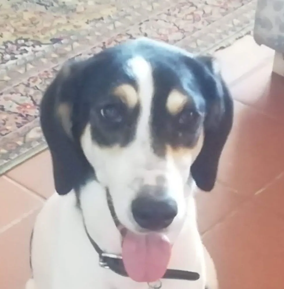L'Oasi di Lulù ASD Pensione Per Animali Domestici e Gatti Cosenza - Apulia pet otel görseli 12