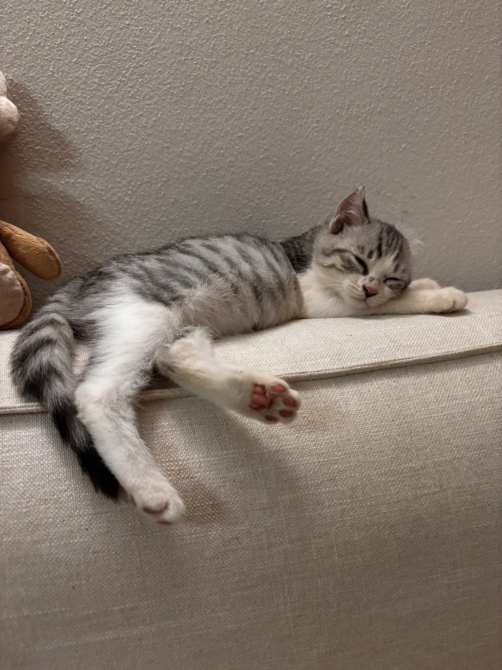 Non Solo Fusa - Pensione Felina - Apulia pet otel görseli 3
