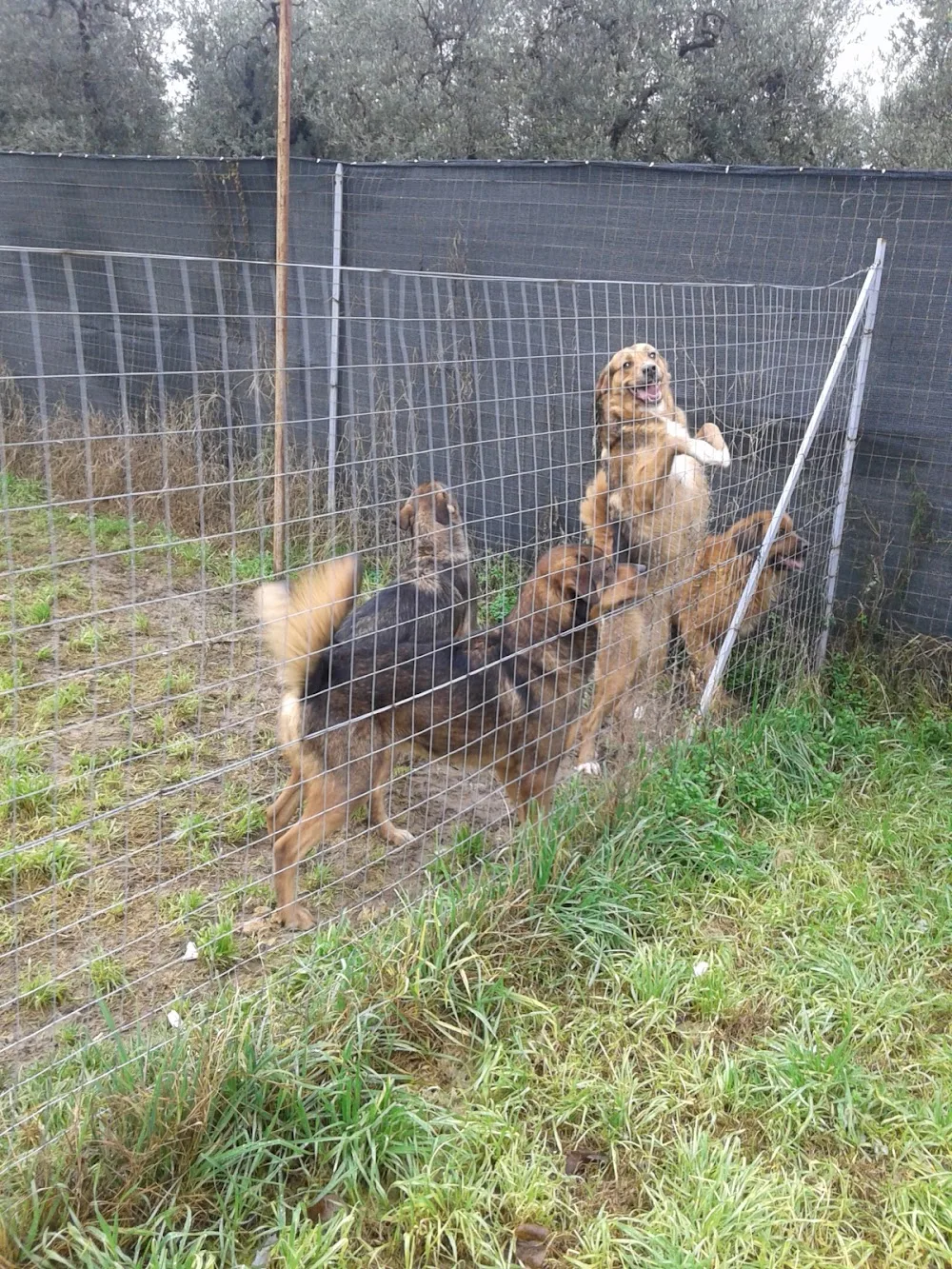 pensione per cani - Apulia pet otel