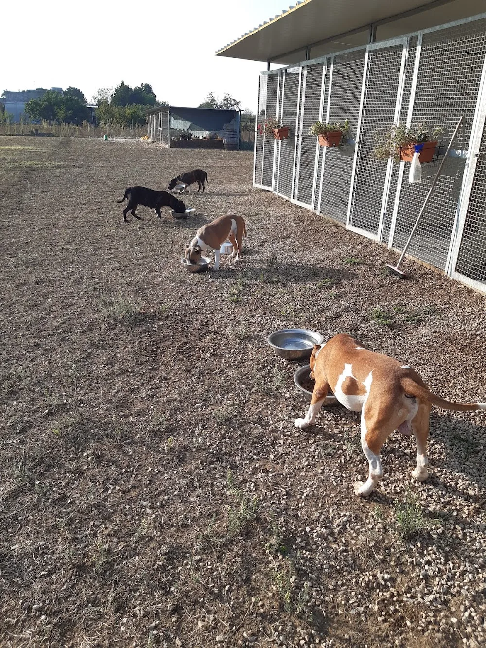 Pensione/Asilo per cani di Salvatore Congedo - Apulia pet otel