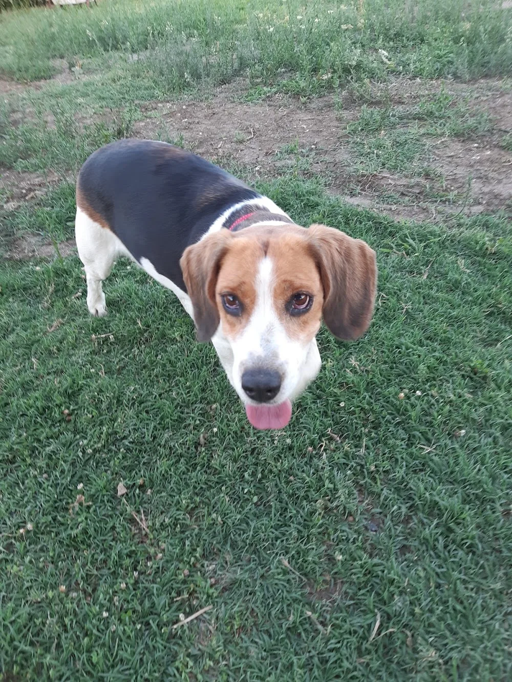 Pensione/Asilo per cani di Salvatore Congedo - Apulia pet otel görseli 7