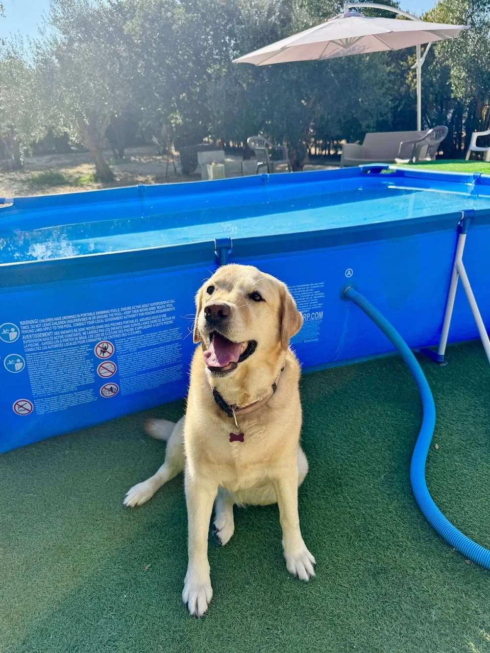 Ranch Dog - Pensione per cani - Apulia pet otel görseli 3