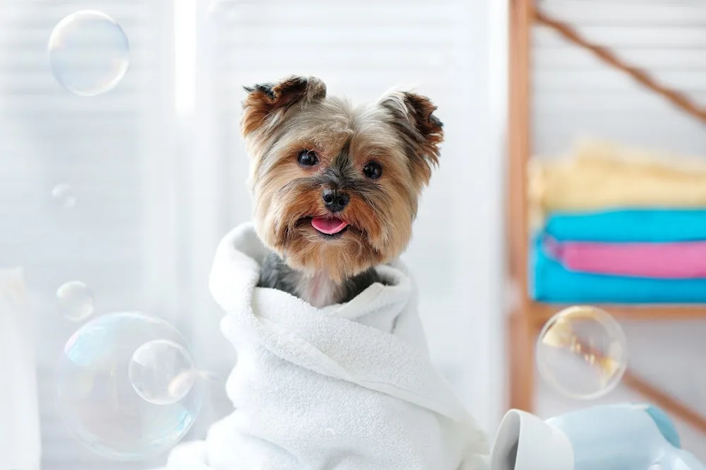 Animal Solución Guardería Canina perros gatos conejos - Araba pet otel