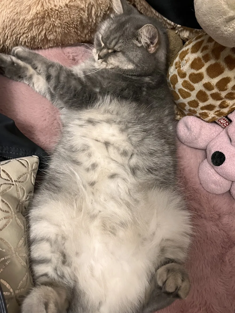 Catotel Alojamiento de Gatos - Araba pet otel görseli 3