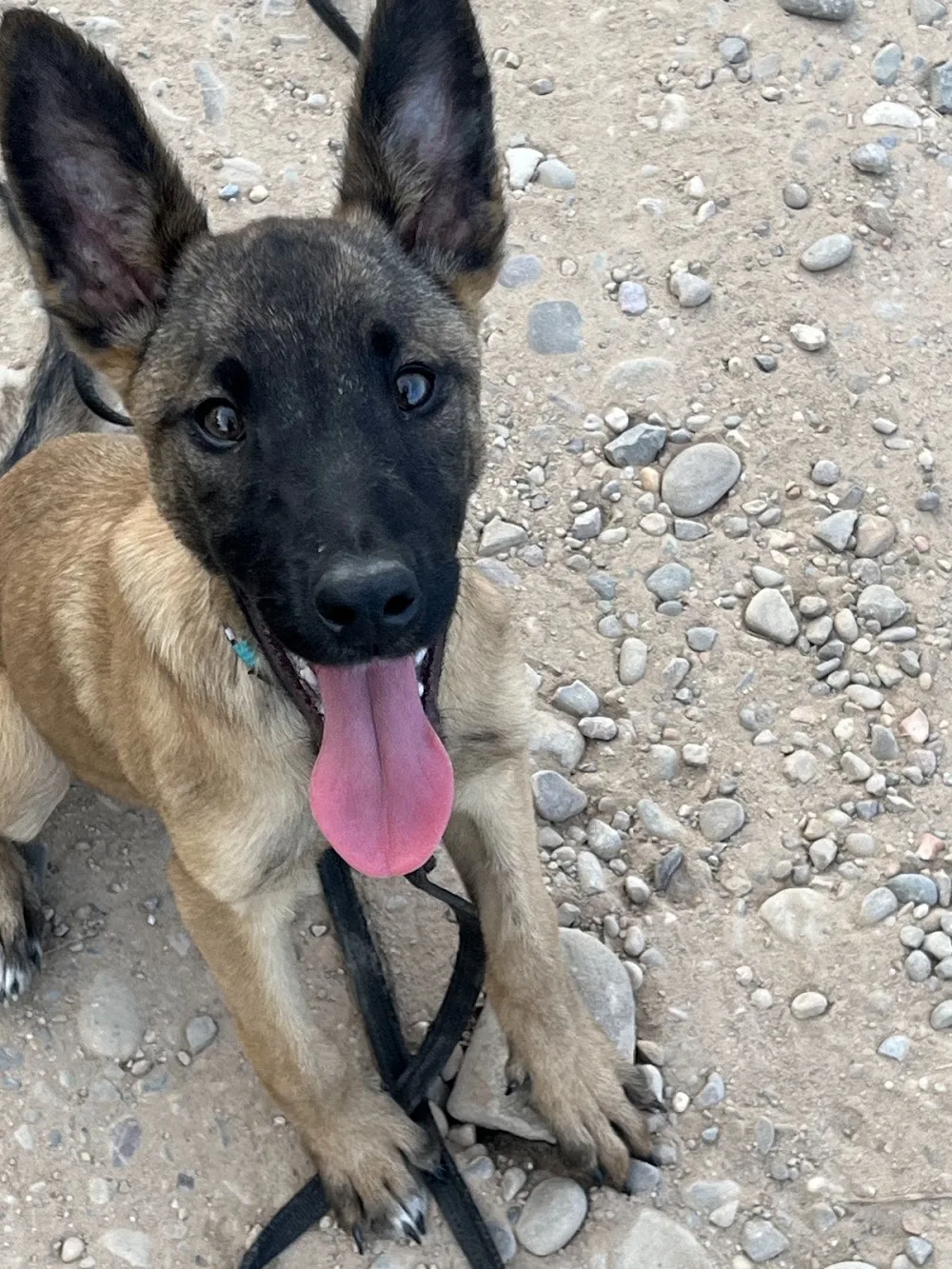 CENTRO CANINO ALEA CAN - Araba pet otel