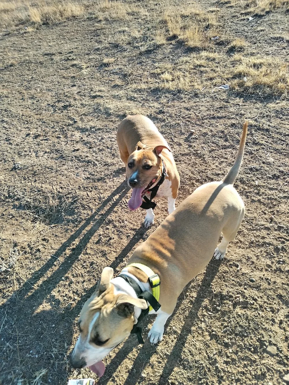 CENTRO CANINO ALEA CAN - Araba pet otel görseli 3