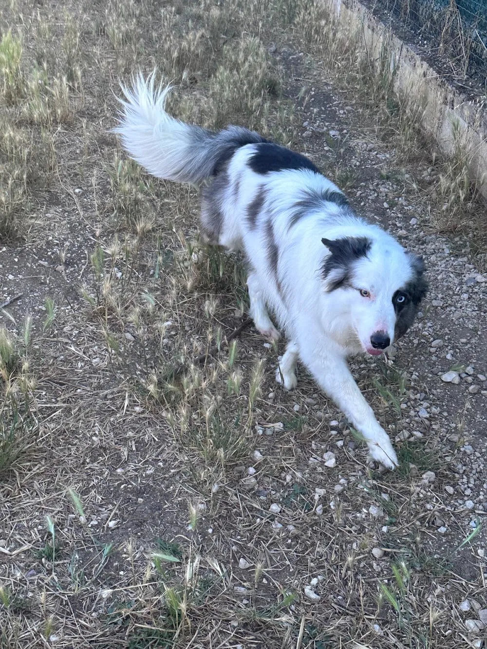Centro Canino Eder Can | Residencia Canina Vitoria - Araba pet otel görseli 3