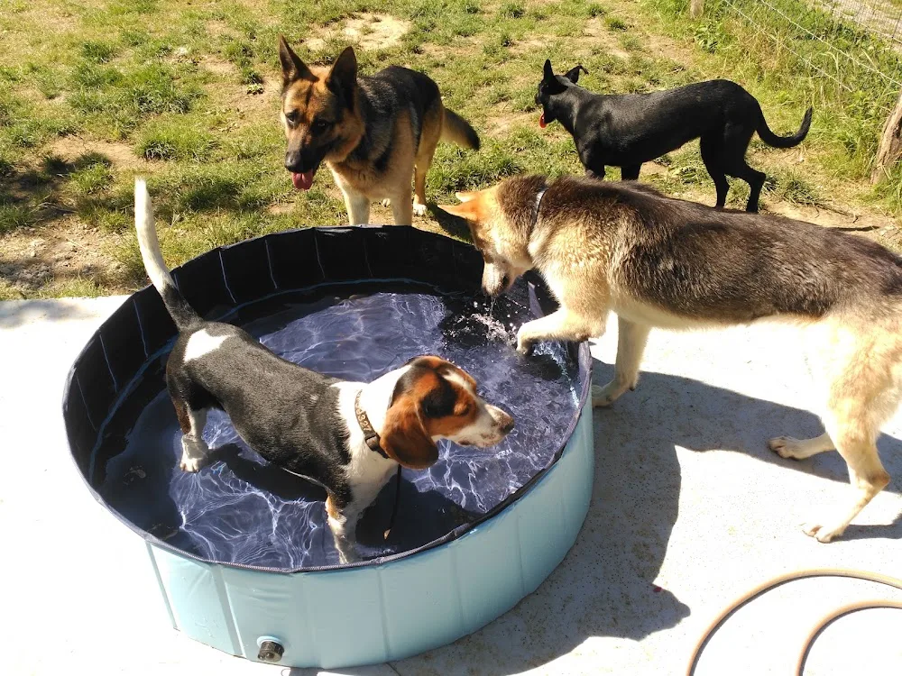 Erreka Hotel Canino y Felino - Araba pet otel