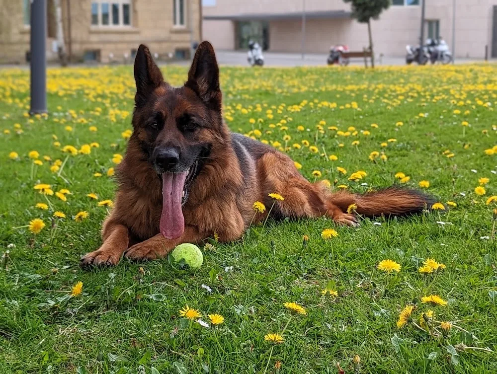 Erreka Hotel Canino y Felino - Araba pet otel görseli 3