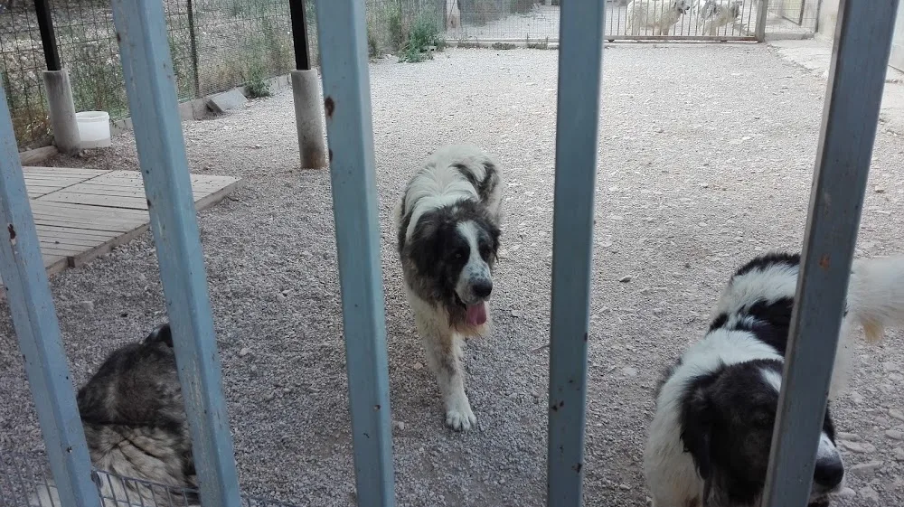 Guardería canina Pagoa - Araba pet otel görseli 3