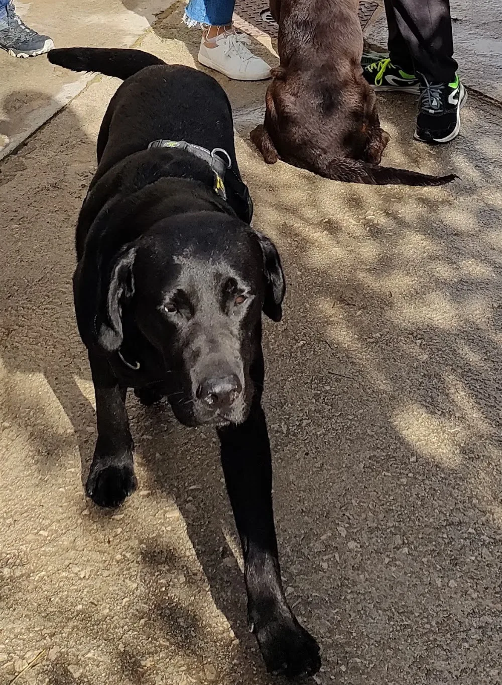 Guardería Canina Zizur - Araba pet otel