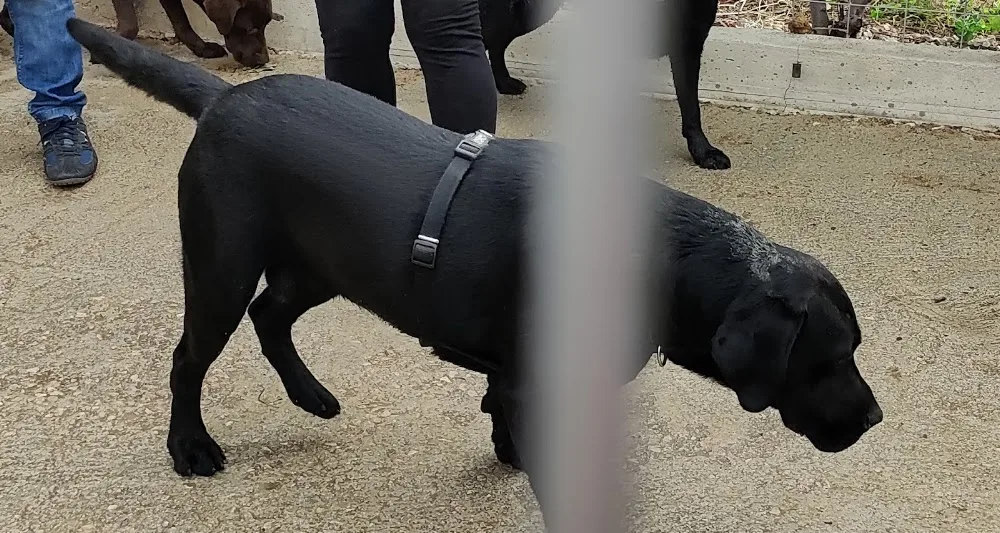Guardería Canina Zizur - Araba pet otel görseli 3