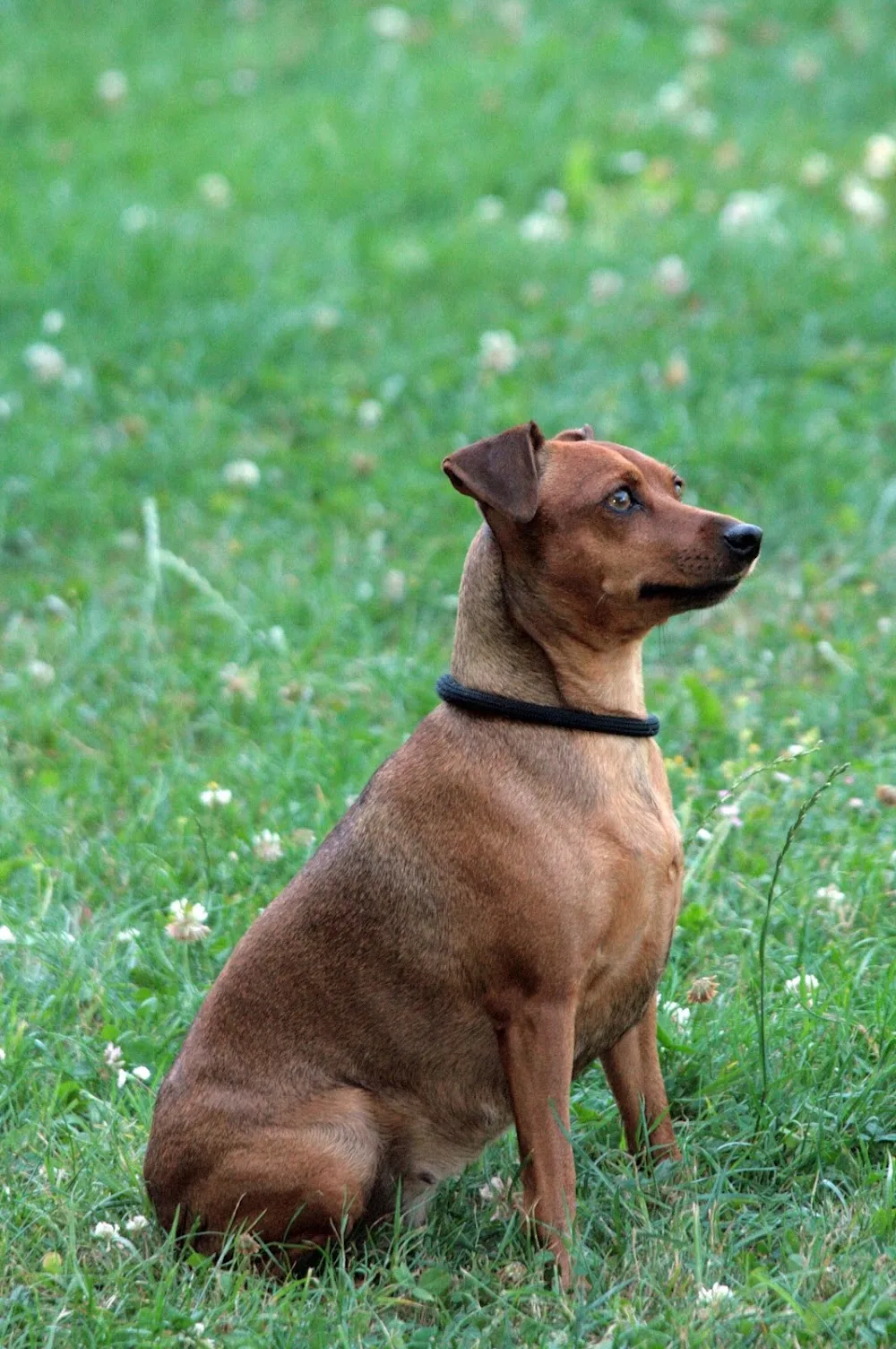 Hotel Canino Aiartza - Araba pet otel görseli 3