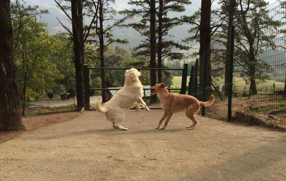 Hotel Canino Gorbeiazpi - Araba pet otel
