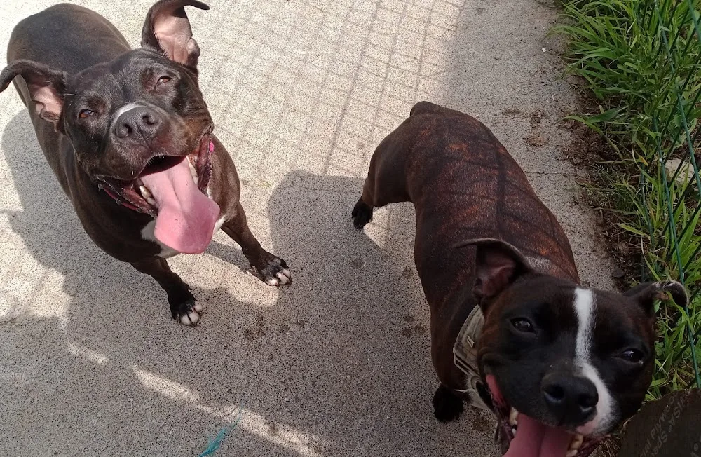 Hotel Canino Gorbeiazpi - Araba pet otel görseli 3